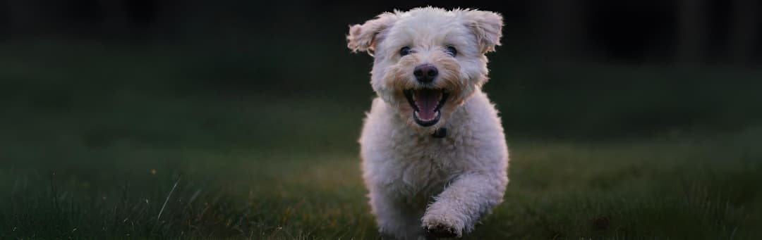愛犬と一緒に旅を楽しむ