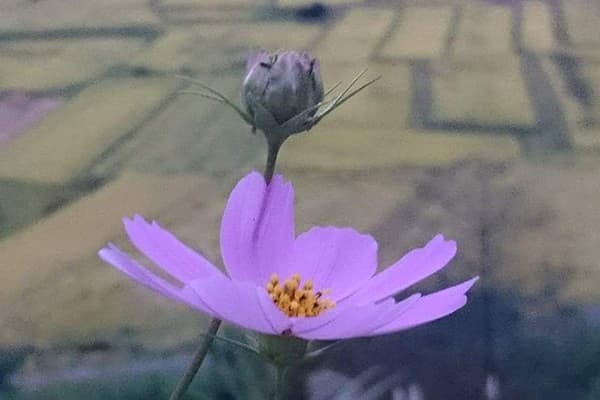 フォトギャラリー