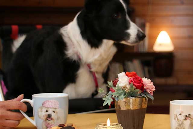 フォトギャラリー