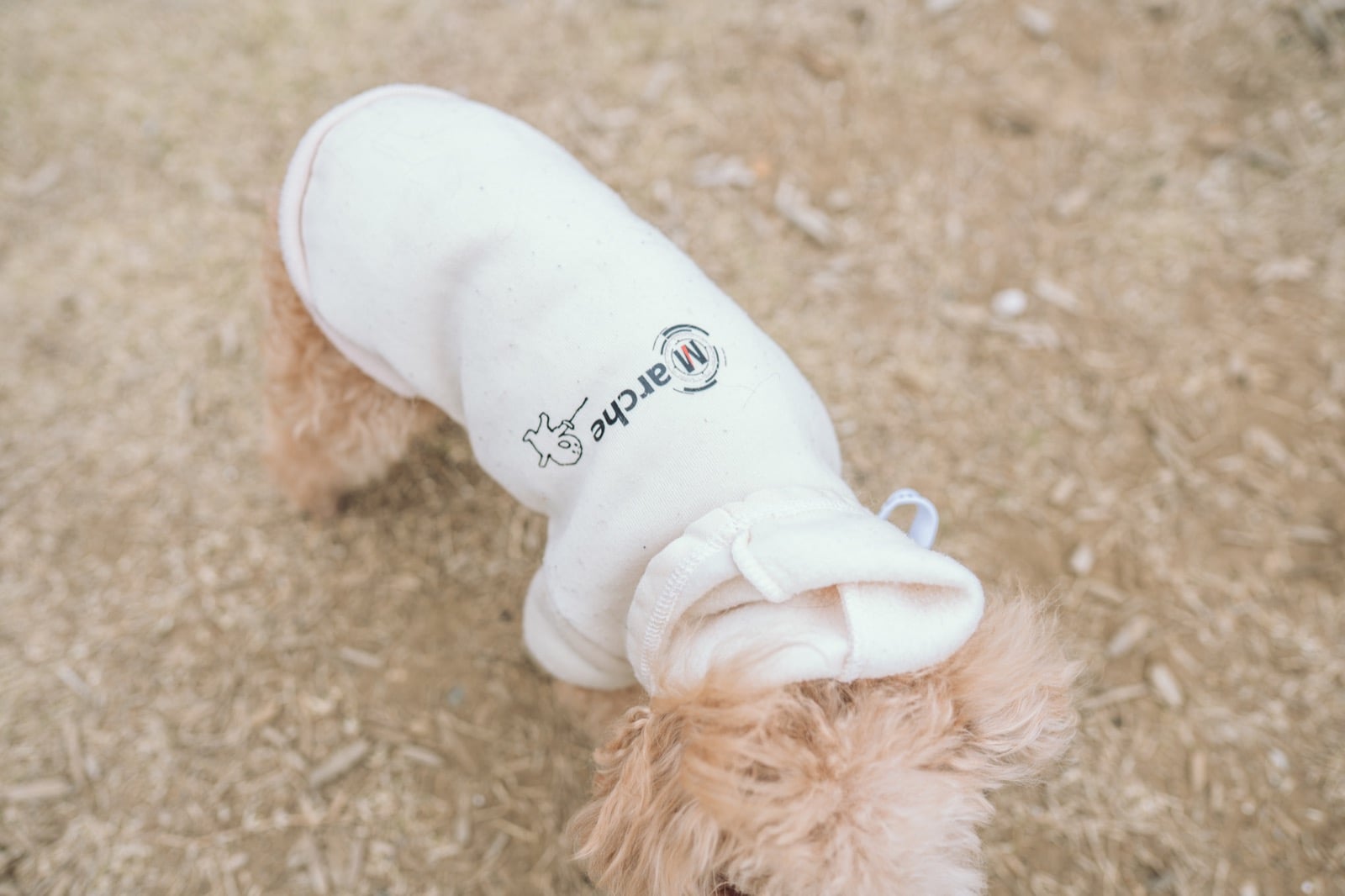 わんだふるらいふのトップイメージ 4