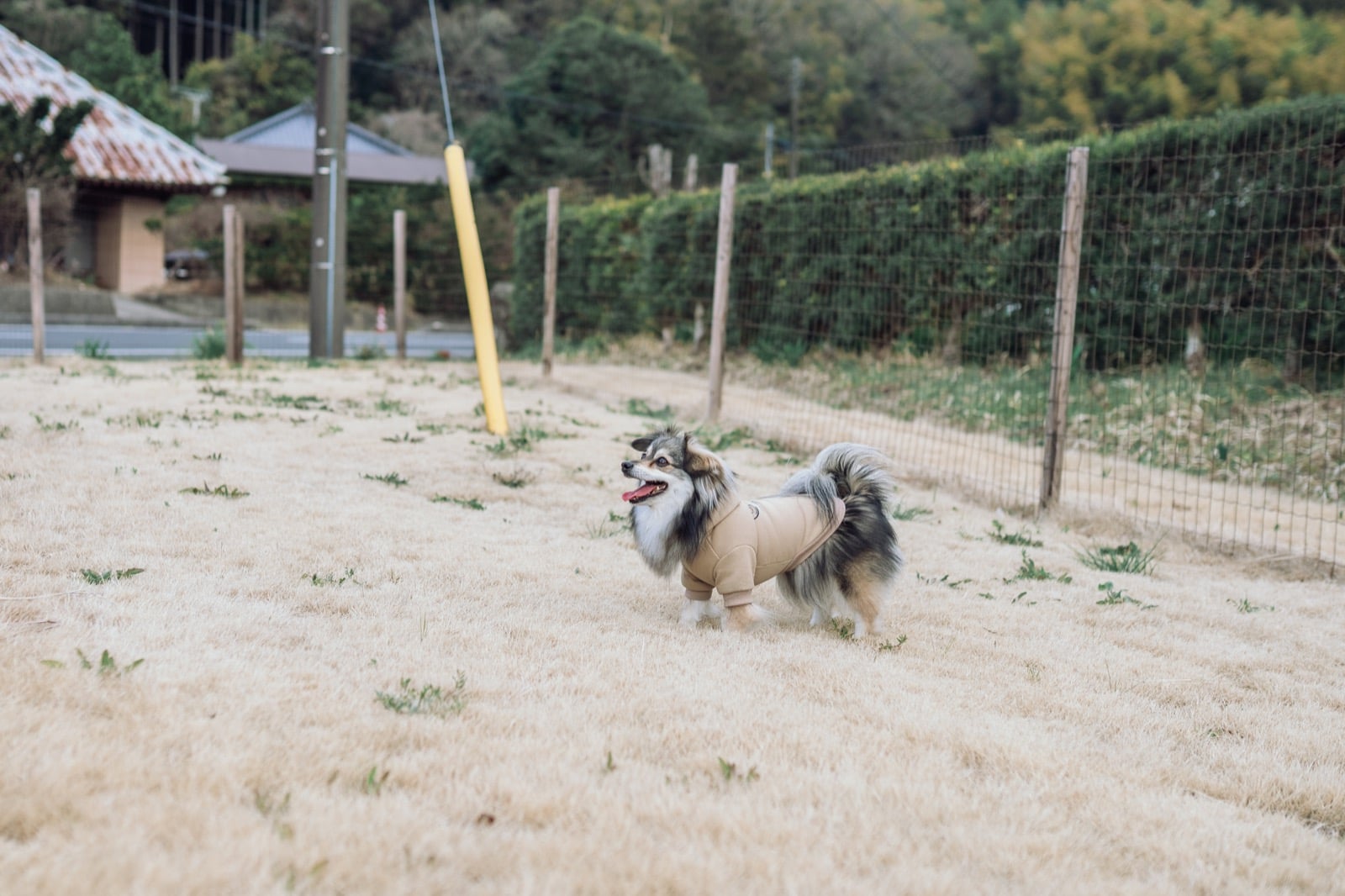 わんだふるらいふのトップイメージ 7