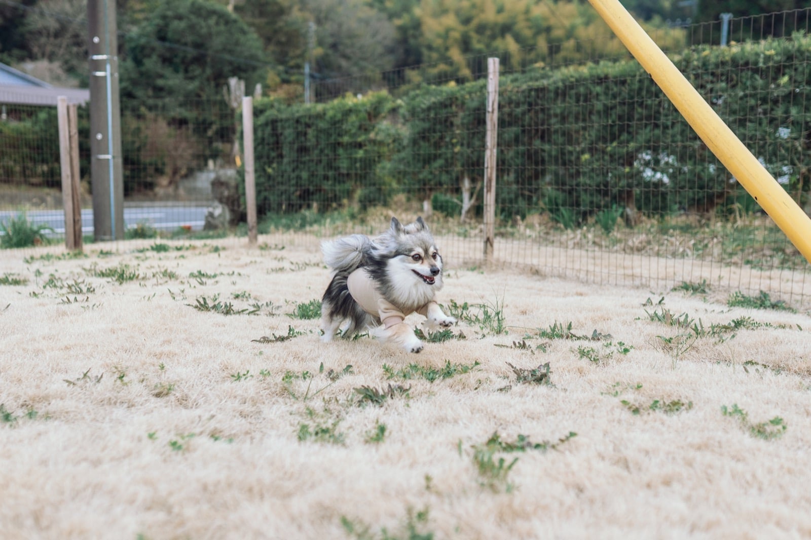 わんだふるらいふのトップイメージ 9