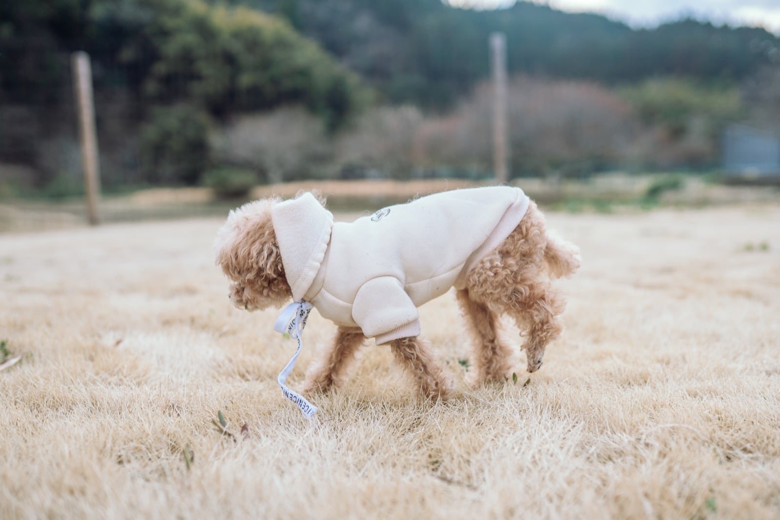 わんだふるらいふのトップイメージ 10