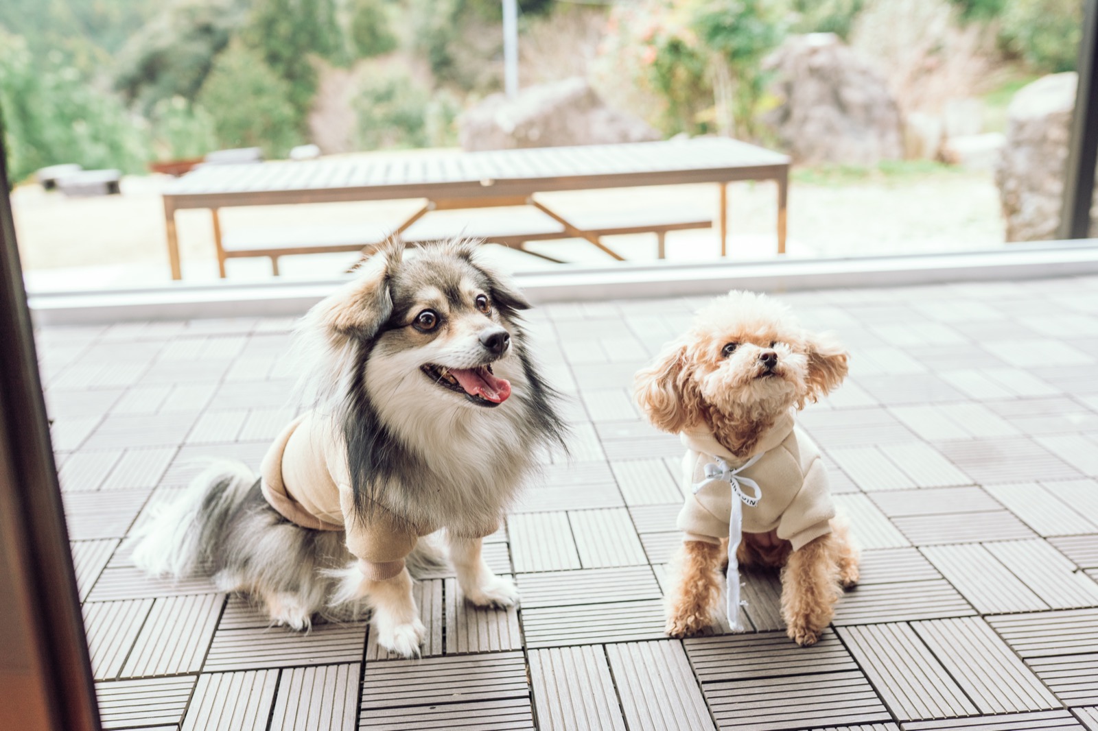 わんだふるらいふのトップイメージ 1