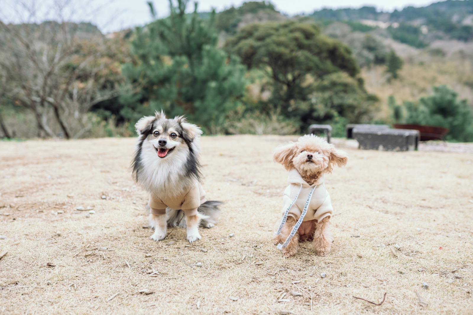 わんだふるらいふのトップイメージ 2