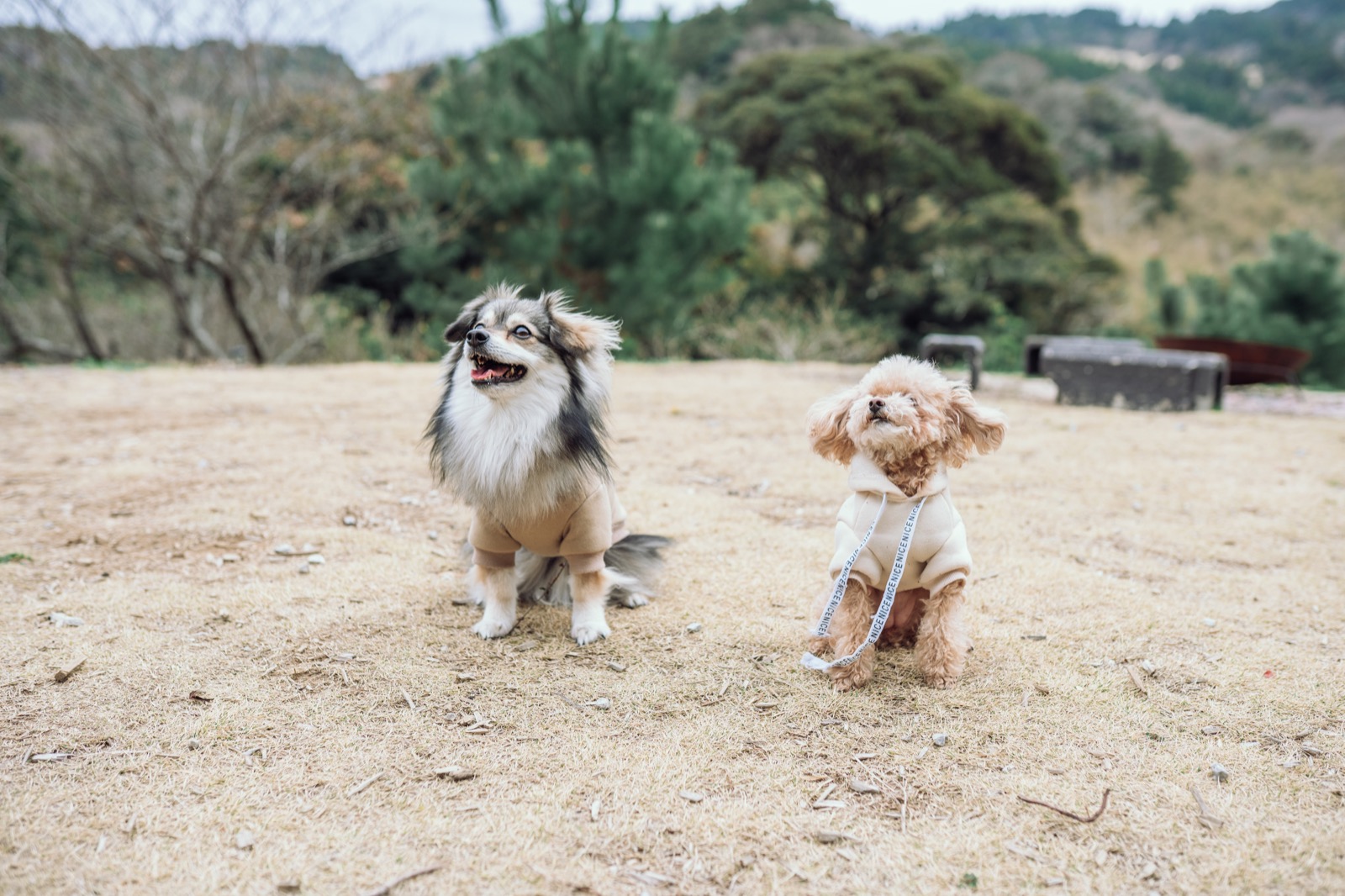 わんだふるらいふのトップイメージ 3