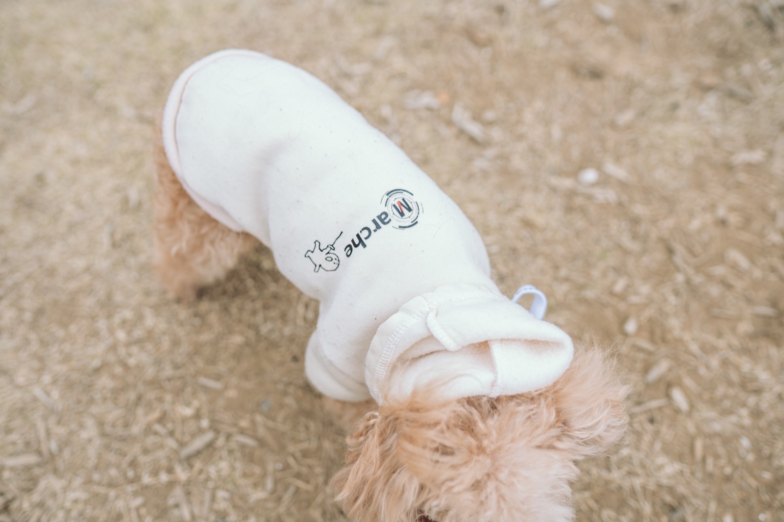 わんだふるらいふのトップイメージ 4