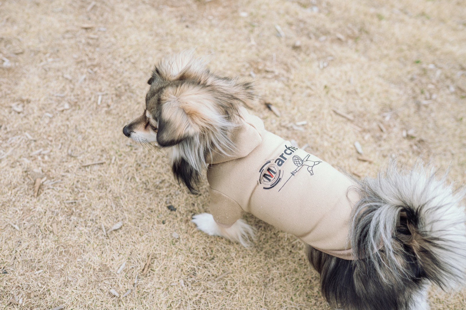 わんだふるらいふのトップイメージ 5