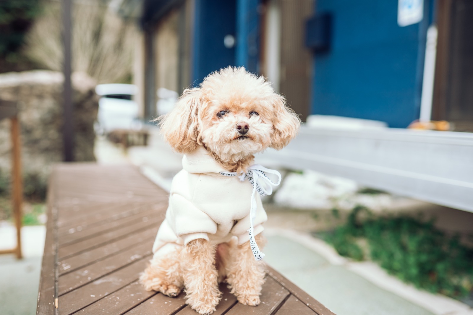 わんだふるらいふのトップイメージ 8