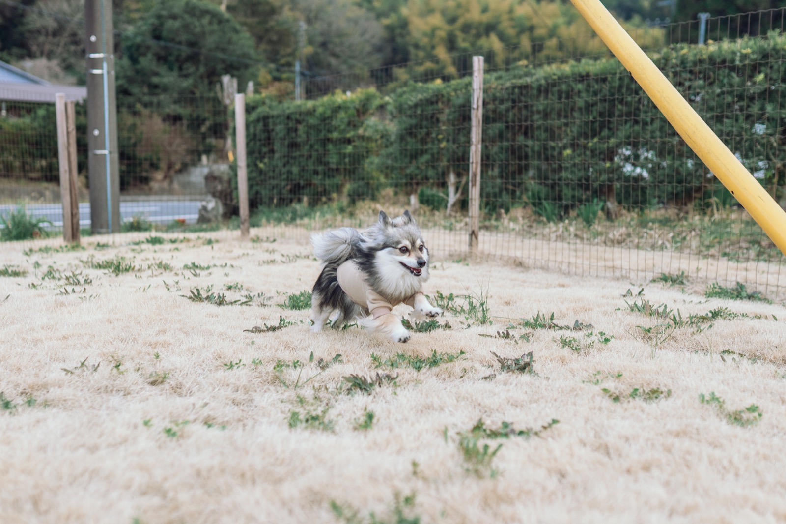 わんだふるらいふのトップイメージ 9