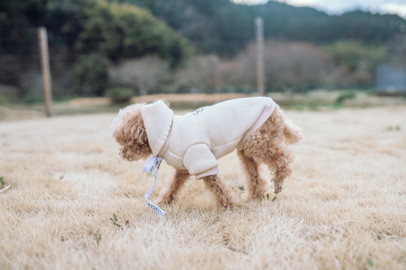 わんだふるらいふのトップイメージ 10